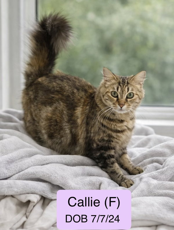Callie