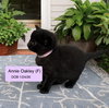 Annie Oakley