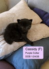 Cassidy