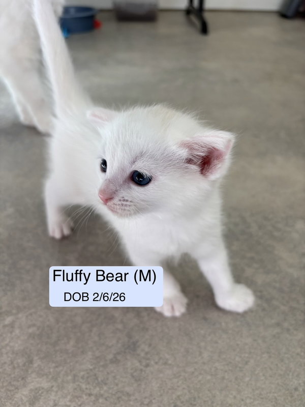 Fluffy Bear bonded with Teddy Bear