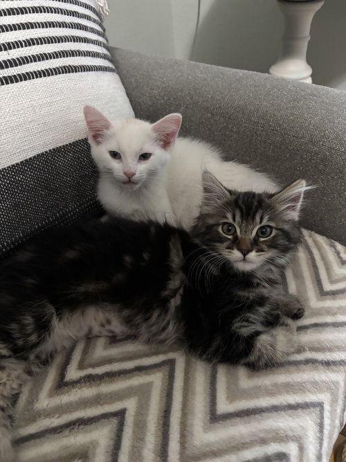 Fluffy Bear bonded with Teddy Bear, Baby Domestic Short Hair / Mixed (short coat), cat for adoption in Citrus Heights, California