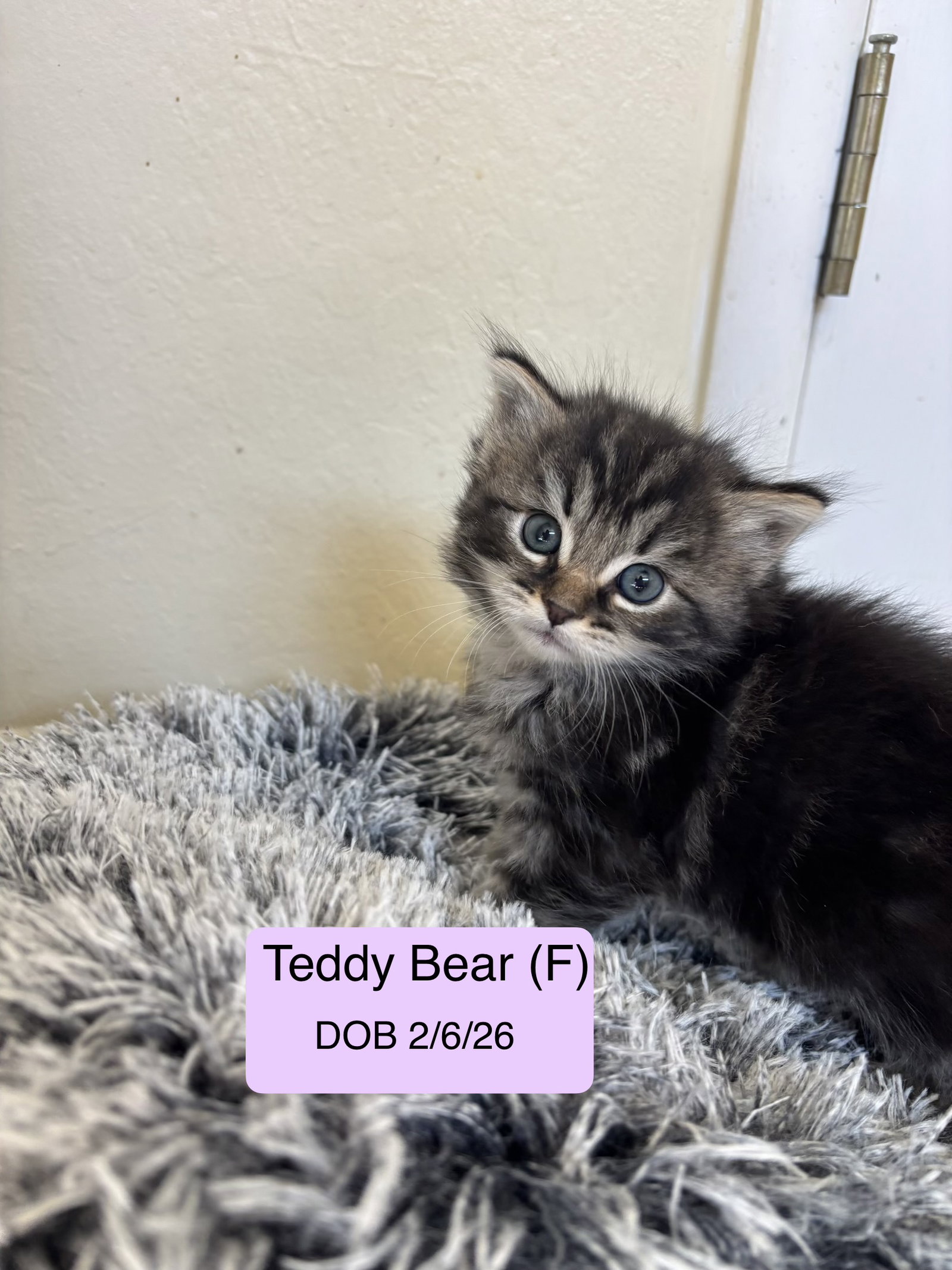 Teddy Bear bonded with Fluffy Bear