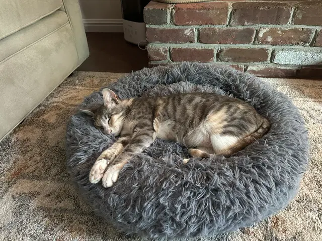Gemma - Tabby