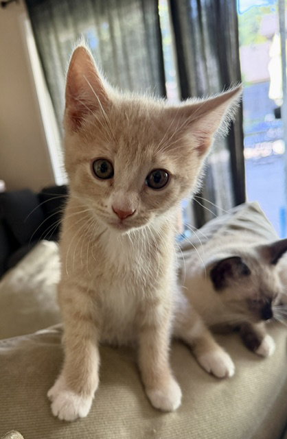Copper
