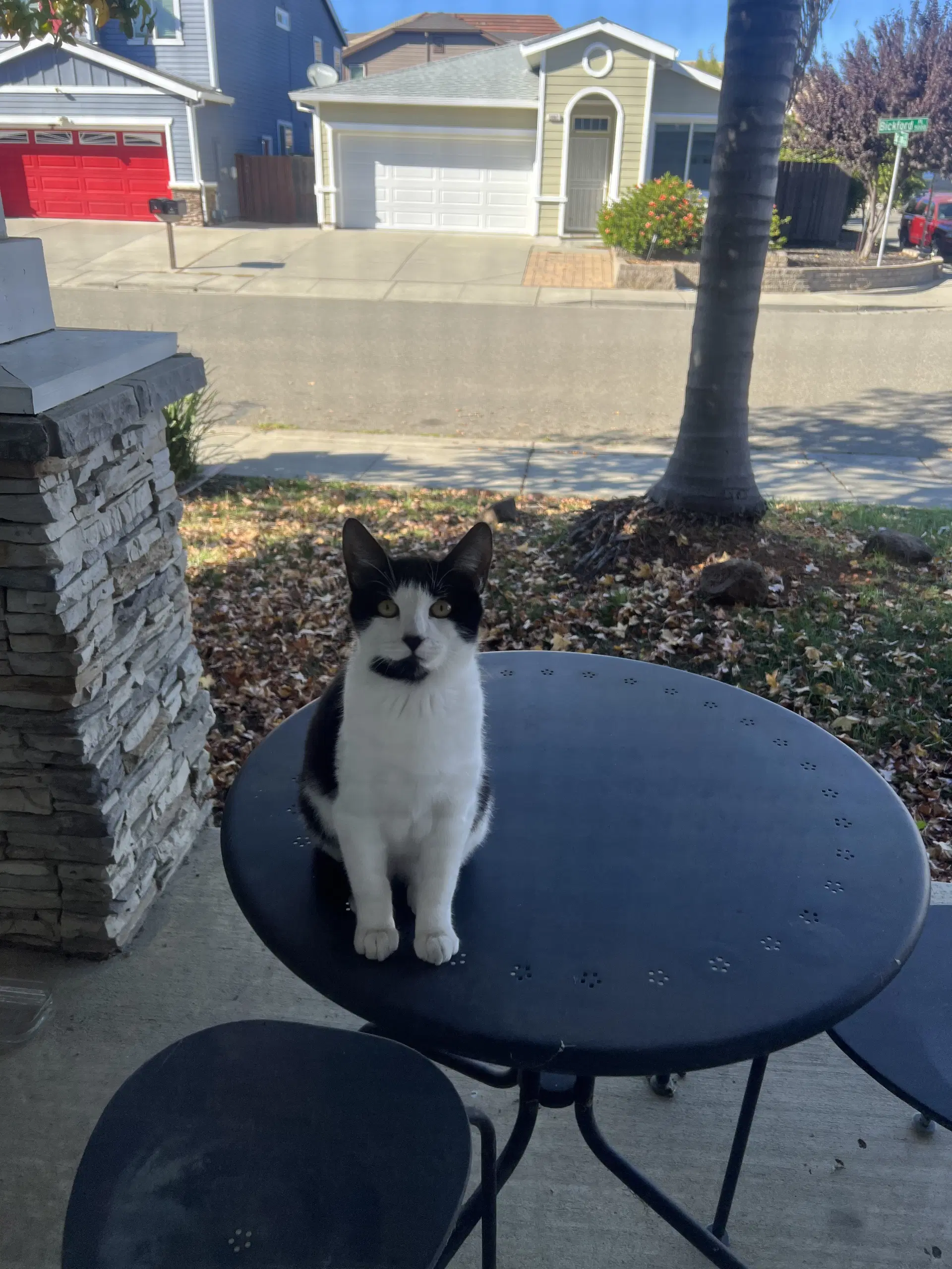 Ace - Tuxedo