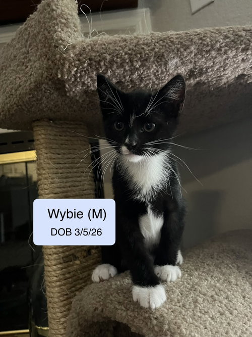 Wybie, an adoptable Domestic Short Hair in Vacaville, CA