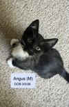 Angus