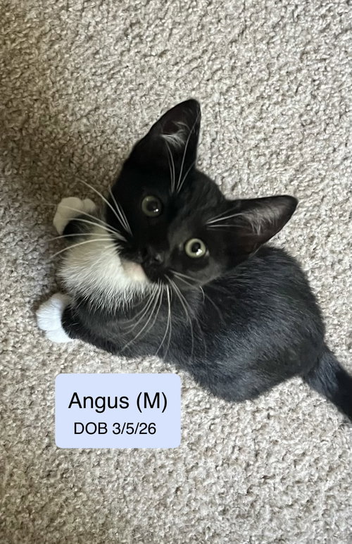 Angus, an adoptable Domestic Short Hair in Vacaville, CA