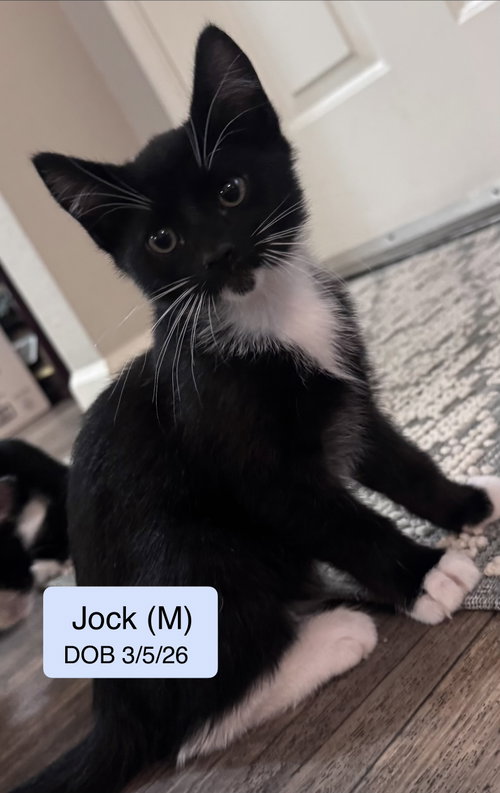 Jock, an adoptable Domestic Short Hair in Vacaville, CA