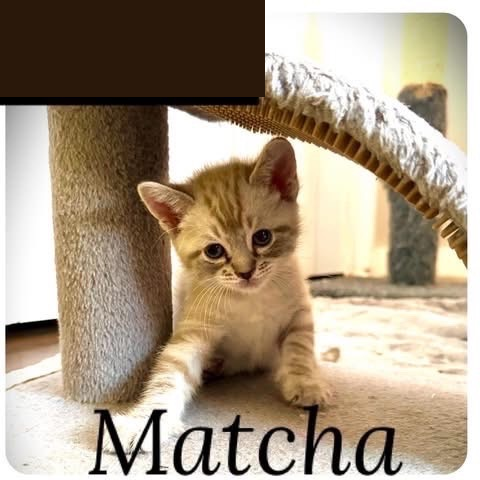 Matcha