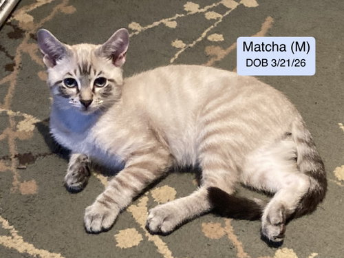 Matcha, an adoptable Siamese in Vacaville, CA