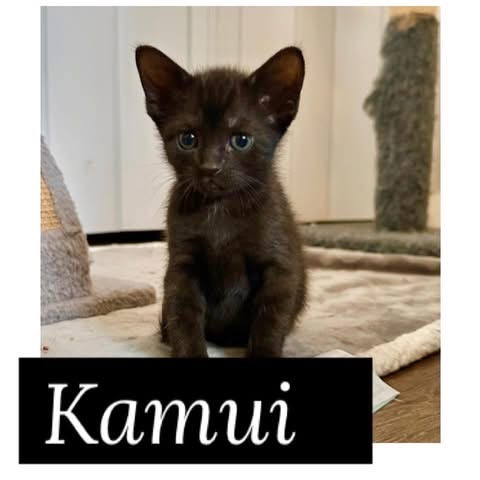Kamui