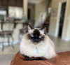 Mia
