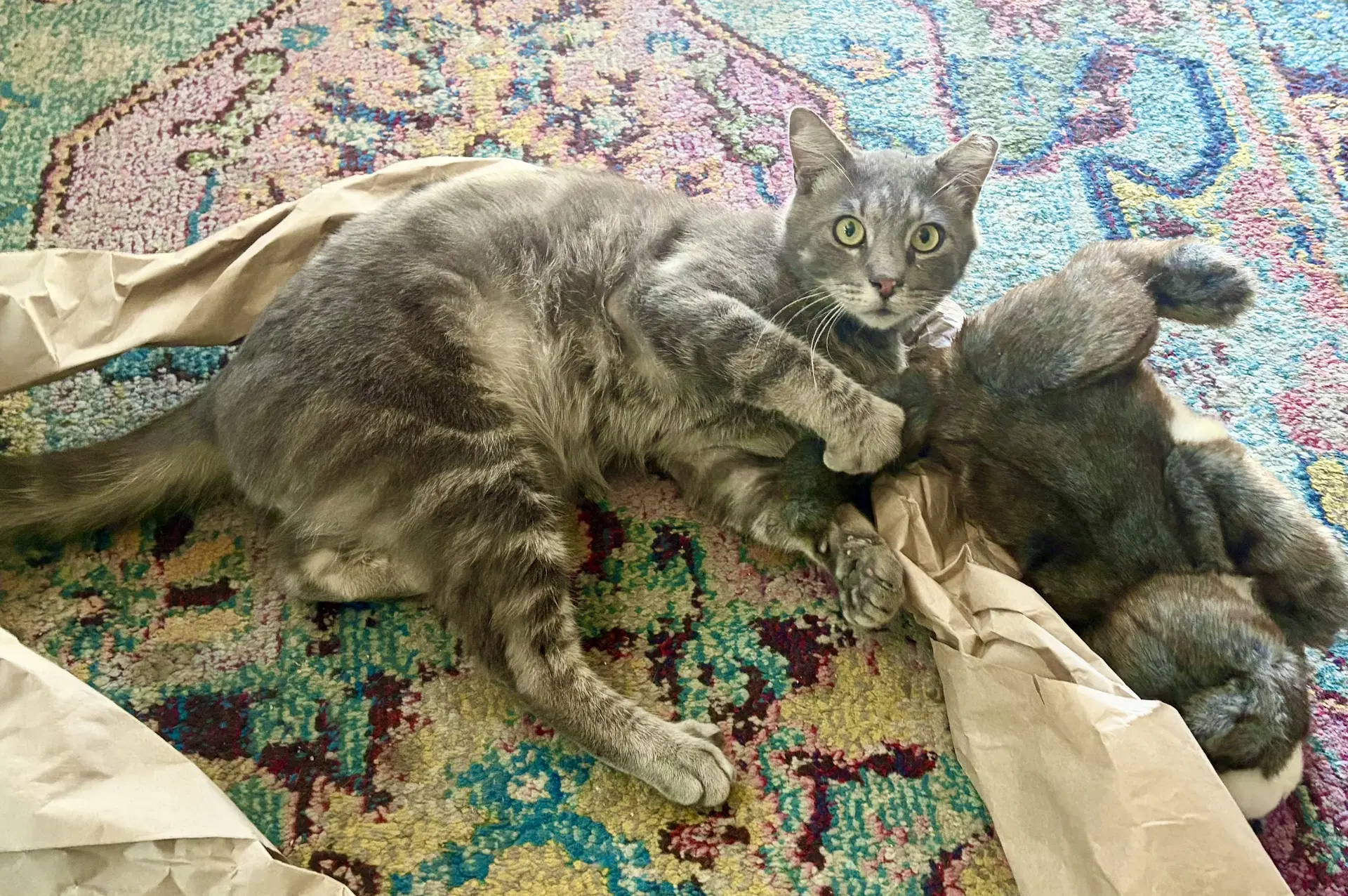 Pete - Domestic Short Hair