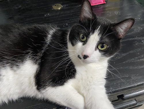 Ace, Domestic Short Hair / Mixed (short coat), cat for adoption in Citrus Heights, California