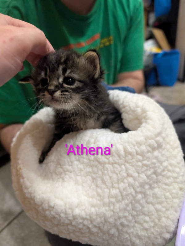 Athena