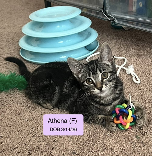 Athena