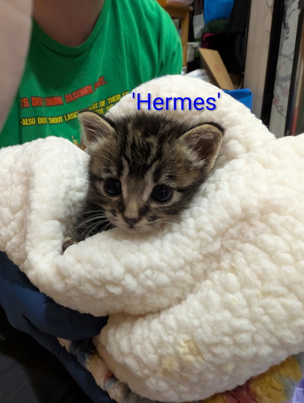 Hermes