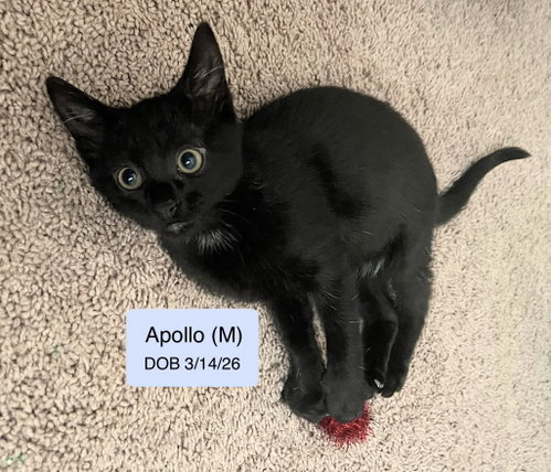 Apollo