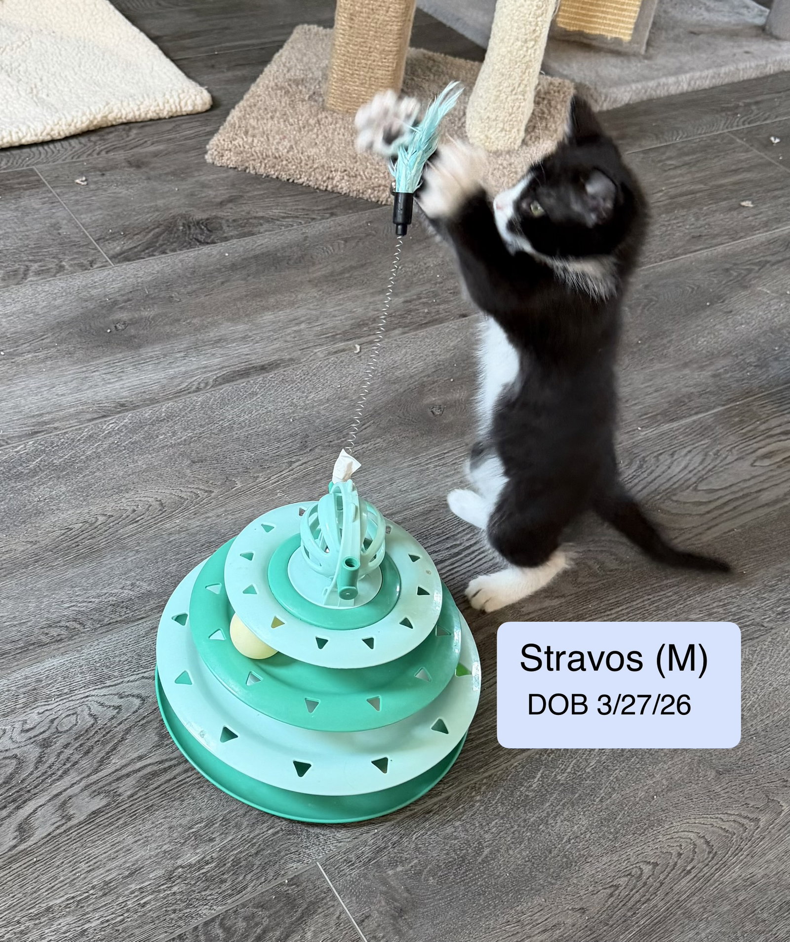 Stravos