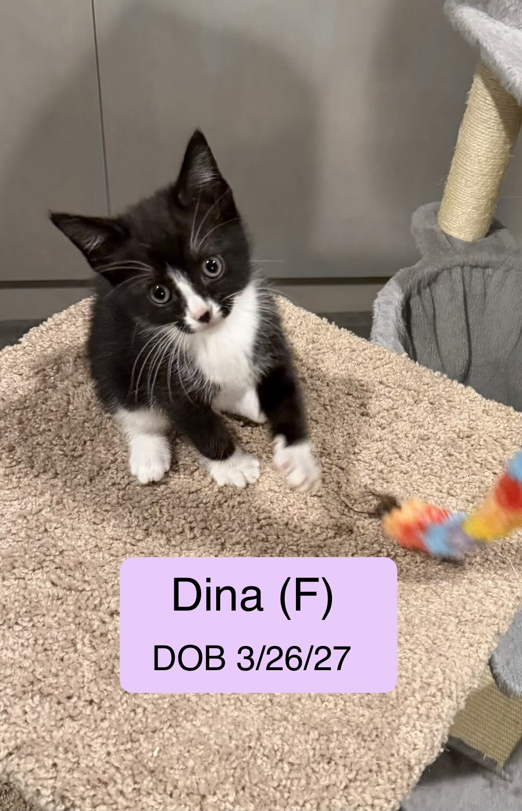 Dina
