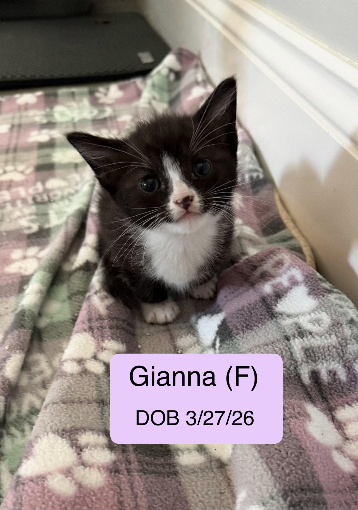 Gianna
