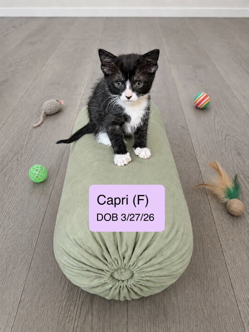 Capri