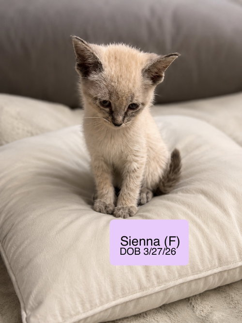 Sienna