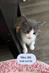 Niko