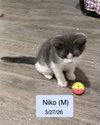 Niko