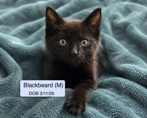 Blackbeard, an adoptable Domestic Short Hair in Vacaville, CA