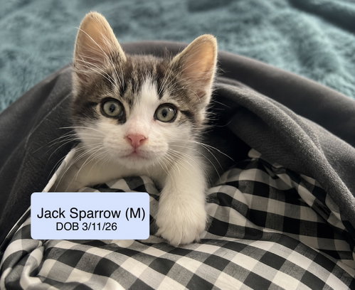 Jack Sparrow, an adoptable Domestic Short Hair in Vacaville, CA