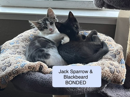 Jack Sparrow bonded with Blackbeard, Baby Domestic Short Hair / Mixed (short coat), cat for adoption in Petaluma, California