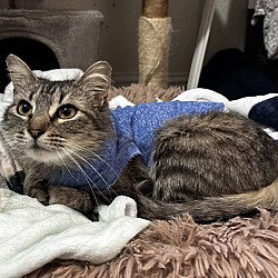 Matilda (FTA), an adoptable Tabby in Vacaville, CA