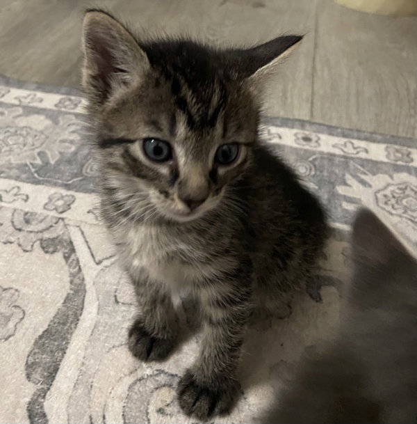 Elliot