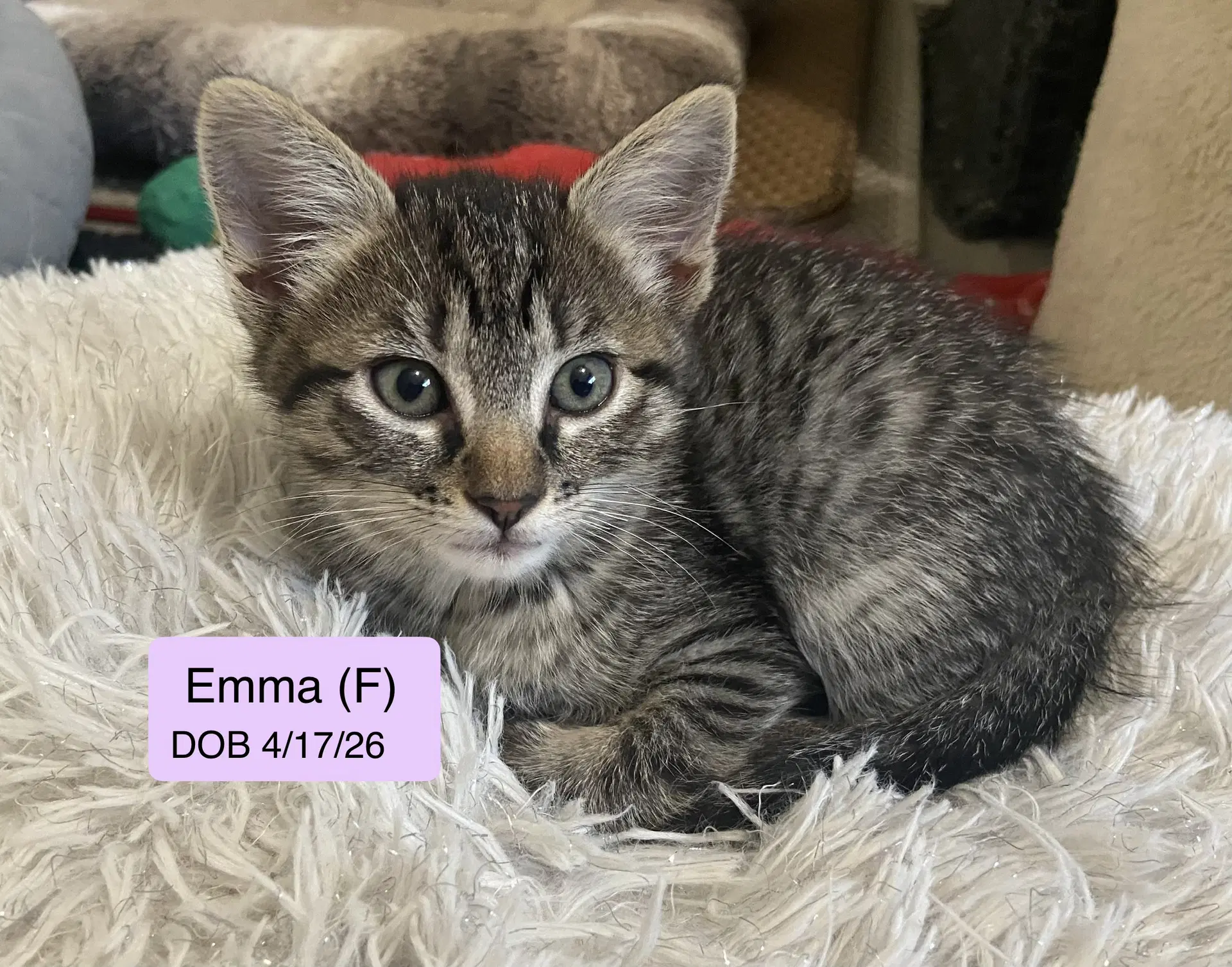 Emma image 2