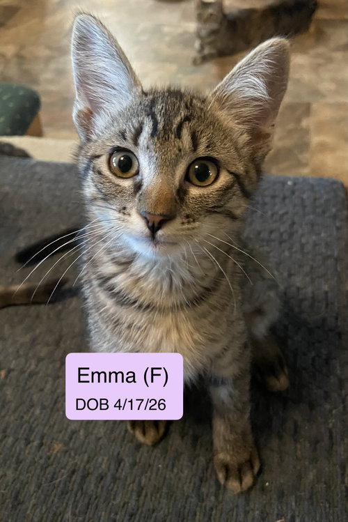 Emma, a cat for adoption from Cat Tales Rescue
