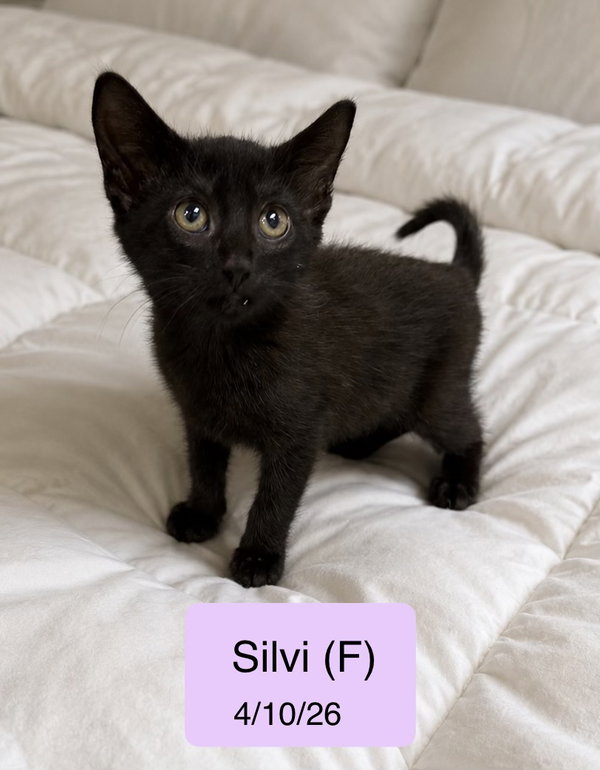 Silvi