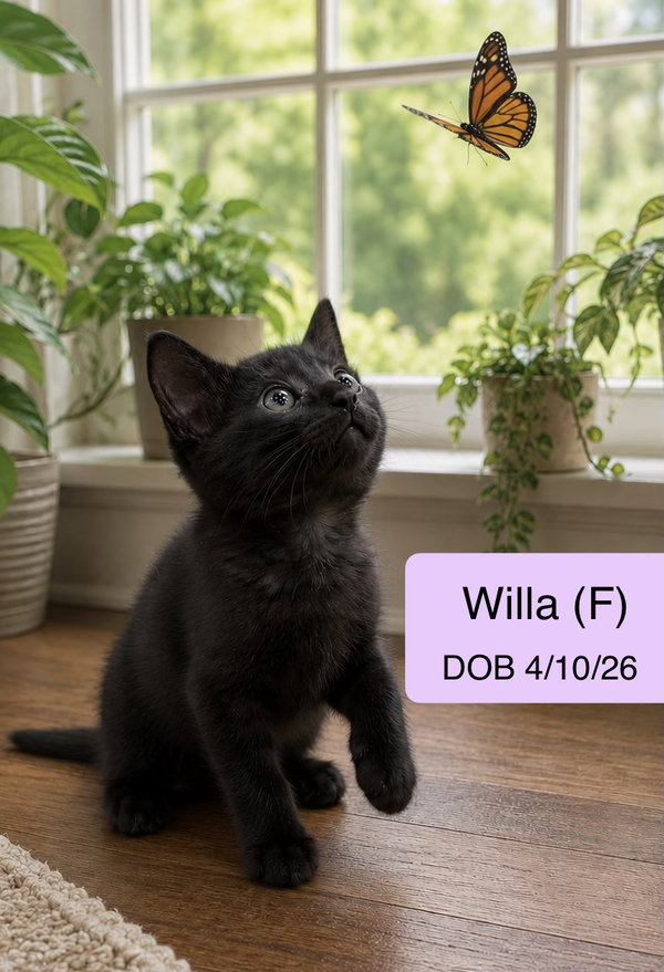 Willa