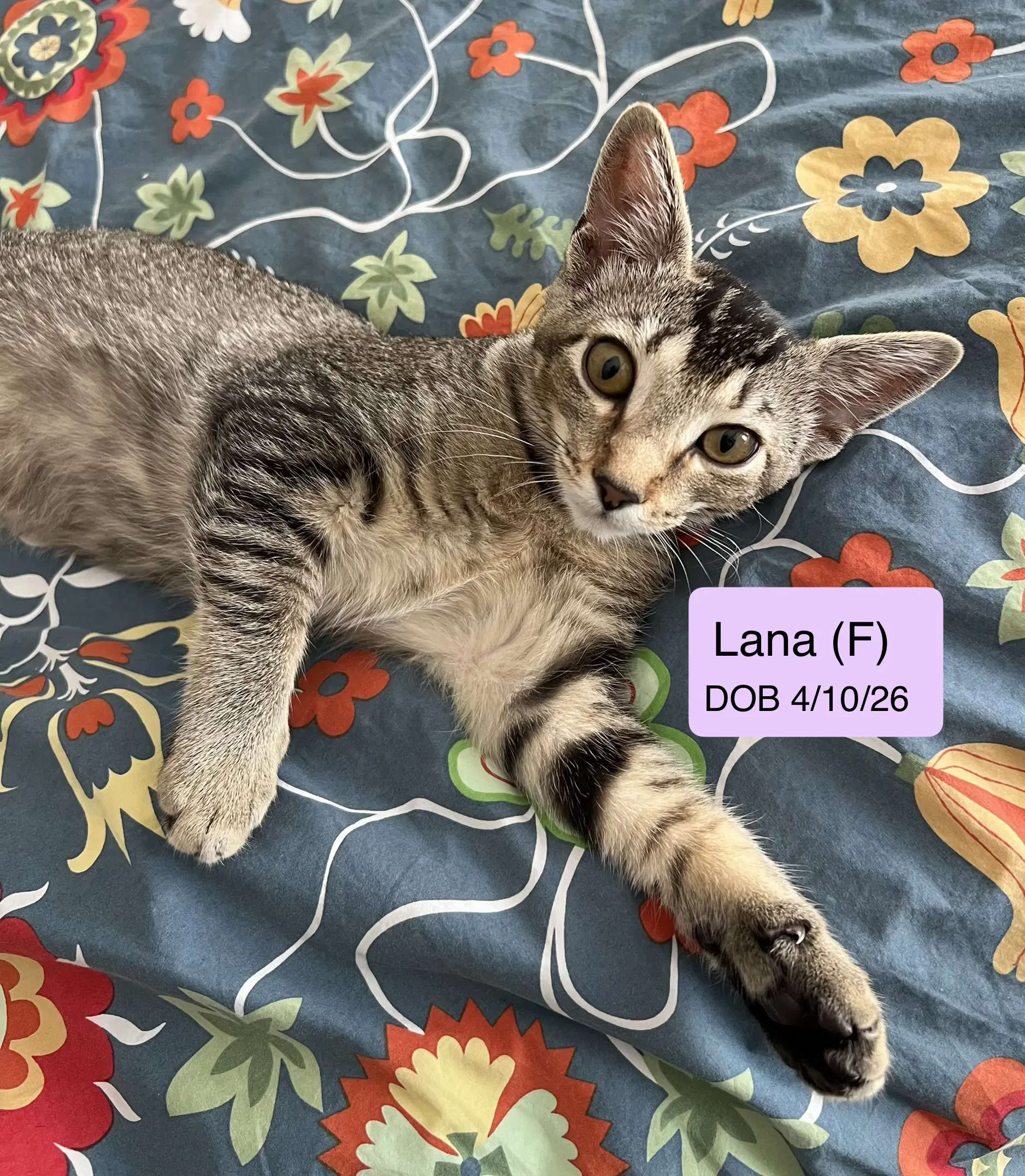 Lana - Tabby