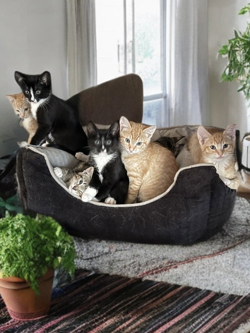 Ottavia, an adoptable Tabby in Vacaville, CA