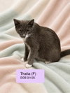 Thalia