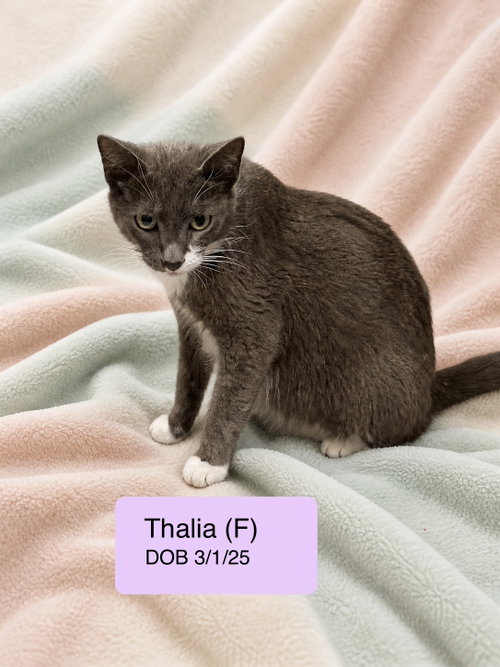 Thalia
