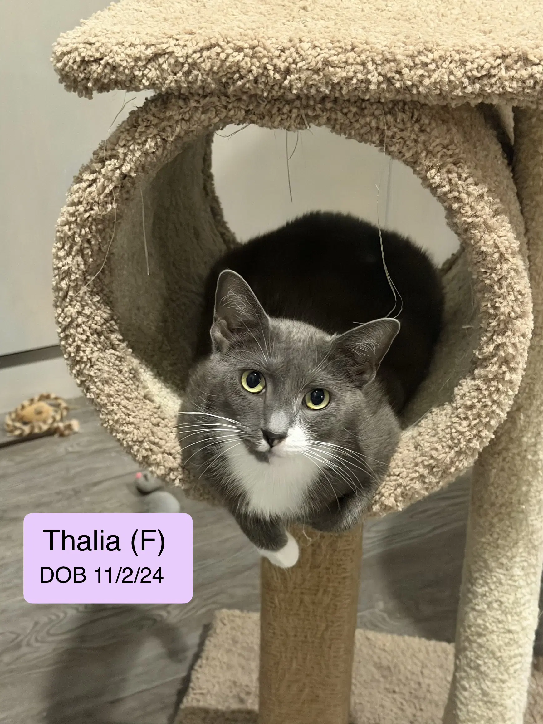 Thalia - Domestic Short Hair