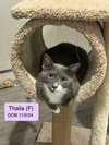 Thalia