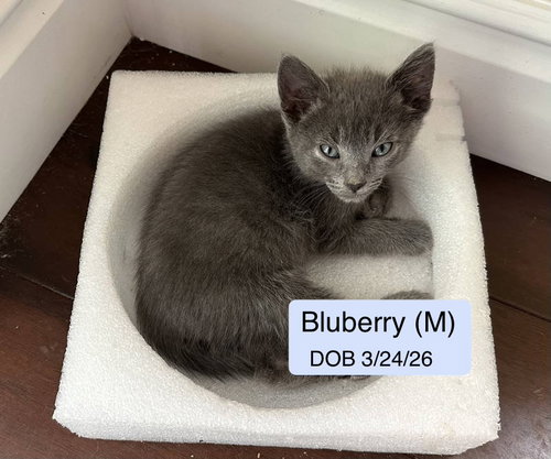 Bluberry