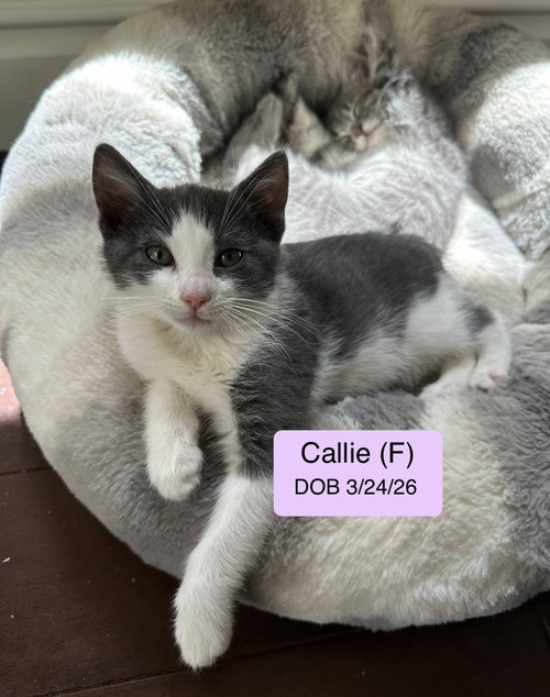Callie