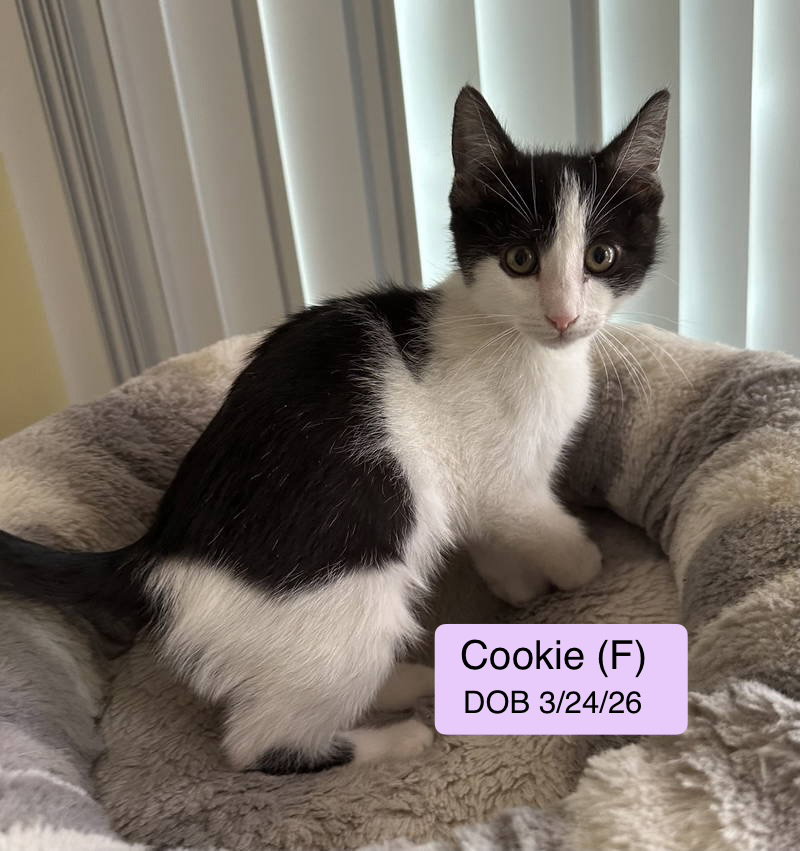 Cookie