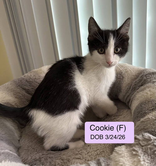 Cookie