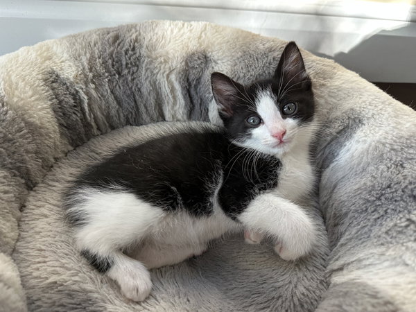 Bowie